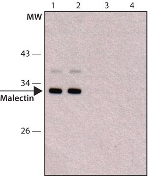 Anti-Malectin (C-terminal) antibody produced in rabbit ~1.0&#160;mg/mL, affinity isolated antibody