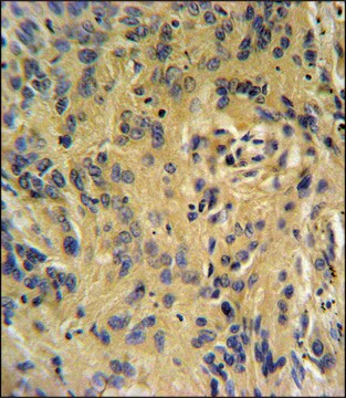 ANTI-TESC (C-TERM) antibody produced in rabbit IgG fraction of antiserum, buffered aqueous solution