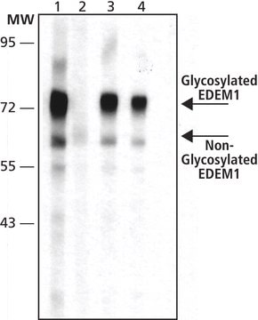 Anti-EDEM1 in Kaninchen hergestellte Antikörper affinity isolated antibody, buffered aqueous solution