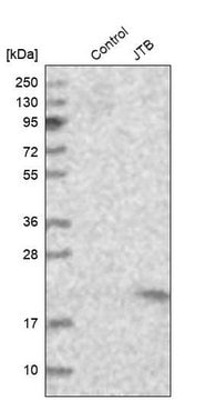 Anti-JTB antibody produced in rabbit Prestige Antibodies&#174; Powered by Atlas Antibodies, affinity isolated antibody, buffered aqueous glycerol solution