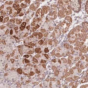 Anti-MRPS31 antibody produced in rabbit Prestige Antibodies&#174; Powered by Atlas Antibodies, affinity isolated antibody, buffered aqueous glycerol solution