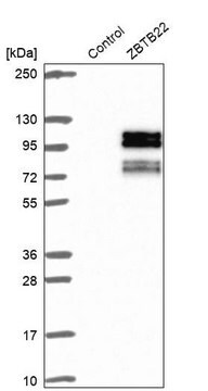 Anti-ZBTB22 antibody produced in rabbit Prestige Antibodies&#174; Powered by Atlas Antibodies, affinity isolated antibody, buffered aqueous glycerol solution