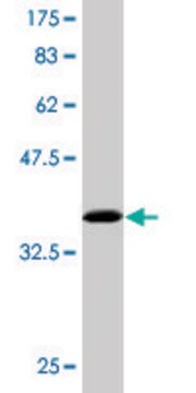 Monoclonal Anti-VPS18 antibody produced in mouse clone 4E9, purified immunoglobulin, buffered aqueous solution