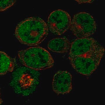 Anti-Cited2 Antibody Produced In Rabbit Prestige Antibodies&#174; Powered by Atlas Antibodies, affinity isolated antibody, buffered aqueous glycerol solution