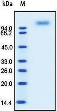 CD62E/E-Selectin human recombinant, expressed in HEK 293 cells, &#8805;95% (SDS-PAGE)