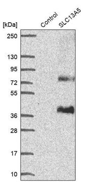 Anti-SLC13A5 antibody produced in rabbit Prestige Antibodies&#174; Powered by Atlas Antibodies, affinity isolated antibody, buffered aqueous glycerol solution