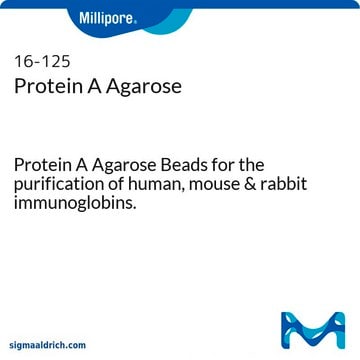 Protein A-Agarose Protein A Agarose Beads for the purification of human, mouse &amp; rabbit immunoglobins.