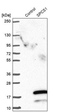 Anti-SPCS1 antibody produced in rabbit Prestige Antibodies&#174; Powered by Atlas Antibodies, affinity isolated antibody, buffered aqueous glycerol solution