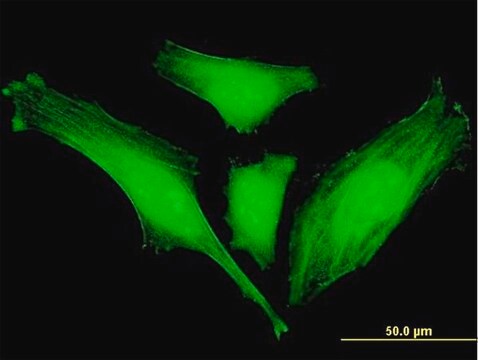 Monoclonal Anti-SLC2A4RG antibody produced in mouse clone 5D2, purified immunoglobulin, buffered aqueous solution