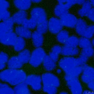 Anti-CP110 Antibody, clone 140-195-5 clone 140-195-5, from mouse