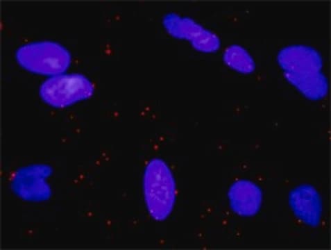 Monoclonal Anti-RALGDS antibody produced in mouse clone 1A11, purified immunoglobulin, buffered aqueous solution