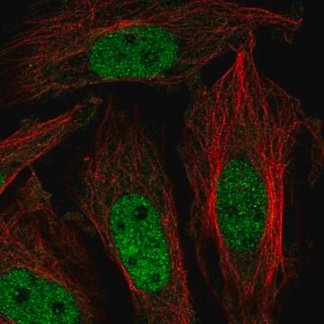 Anti-ZNF131 antibody produced in rabbit Prestige Antibodies&#174; Powered by Atlas Antibodies, affinity isolated antibody