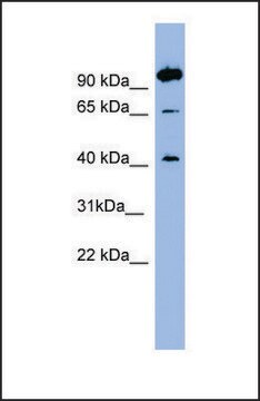 Anti-NTSR1, (N-terminal) antibody produced in rabbit affinity isolated antibody