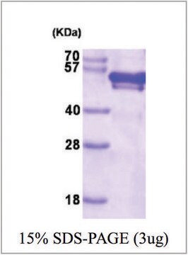 FKBP4 human recombinant, expressed in E. coli, &#8805;90% (SDS-PAGE)