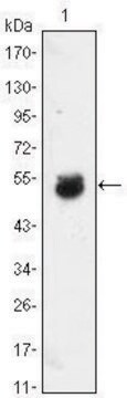 Monoclonal Anti-BMP4 antibody produced in mouse clone 10F4B4, ascites fluid