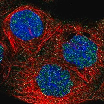 Anti-FBXO11 antibody produced in rabbit Prestige Antibodies&#174; Powered by Atlas Antibodies, affinity isolated antibody, buffered aqueous glycerol solution