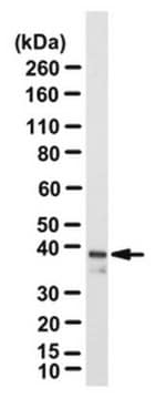 Przeciwciało anty-YVH1 from rabbit, purified by affinity chromatography