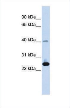 Anti-SELS antibody produced in rabbit affinity isolated antibody