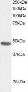 Anti-SNX15 antibody produced in goat affinity isolated antibody, buffered aqueous solution