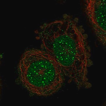 Anti-Cenpi Antibody Produced In Rabbit Prestige Antibodies&#174; Powered by Atlas Antibodies, affinity isolated antibody, buffered aqueous glycerol solution