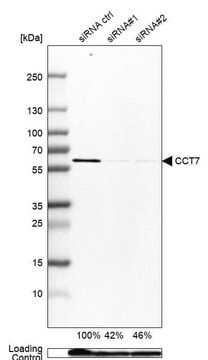 Anti-CCT7 antibody produced in rabbit Prestige Antibodies&#174; Powered by Atlas Antibodies, affinity isolated antibody, buffered aqueous glycerol solution