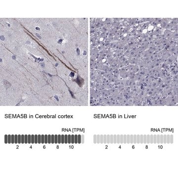 Anti-SEMA5B antibody produced in rabbit Prestige Antibodies&#174; Powered by Atlas Antibodies, affinity isolated antibody