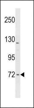 ANTI-FNBP1L (CENTER) antibody produced in rabbit affinity isolated antibody, buffered aqueous solution