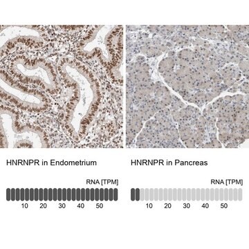 Anti-HNRNPR antibody produced in rabbit Prestige Antibodies&#174; Powered by Atlas Antibodies, affinity isolated antibody, buffered aqueous glycerol solution