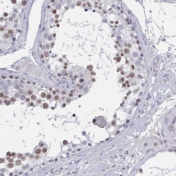 Anti-KDM4D antibody produced in rabbit Prestige Antibodies&#174; Powered by Atlas Antibodies, affinity isolated antibody, buffered aqueous glycerol solution