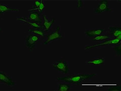 Anti-COQ3 antibody produced in rabbit purified immunoglobulin, buffered aqueous solution