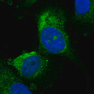 Anti-UTP15 antibody produced in rabbit Prestige Antibodies&#174; Powered by Atlas Antibodies, affinity isolated antibody