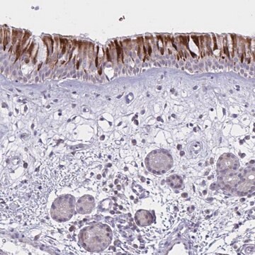 Anti-VWC2 antibody produced in rabbit Prestige Antibodies&#174; Powered by Atlas Antibodies, affinity isolated antibody, buffered aqueous glycerol solution