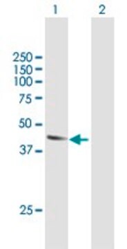 Anti-ATL2 antibody produced in mouse purified immunoglobulin, buffered aqueous solution