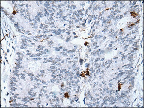 Anti-GKN2 affinity isolated antibody