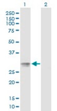 Anti-C20orf70 antibody produced in mouse purified immunoglobulin, buffered aqueous solution