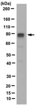 Anti-BRD7 Antibody, clone BRM 2D3 clone BRM203, from rat