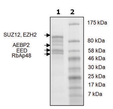 EZH2 /EED/SUZ12/RbAp48/AEBP2 human recombinant, expressed in baculovirus infected Sf9 cells, &#8805;75% (SDS-PAGE)