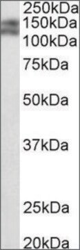 Anti-Pard3b (C-terminal) antibody produced in goat affinity isolated antibody, buffered aqueous solution