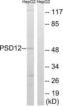 Anti-PSMD12 antibody produced in rabbit affinity isolated antibody