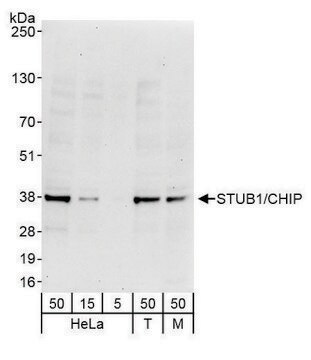 Rabbit anti-STUB1/CHIP Antibody, Affinity Purified Powered by Bethyl Laboratories, Inc.