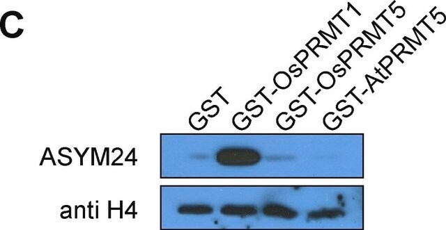 Anti-dimethyl-Arginine Antibody, asymmetric (ASYM24) serum, Upstate&#174;