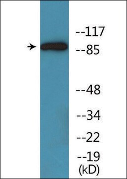 Anti-phospho-Trk A (pTyr701) antibody produced in rabbit affinity isolated antibody