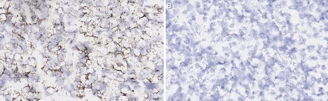 Anti-Acinar cells Antibody purified antibody, clone MIC0-2A6, from rat