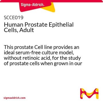 Human Prostate Epithelial Cells, Adult This prostate Cell line provides an ideal serum-free culture model, without retinoic acid, for the study of prostate cells when grown in our recommended medium.