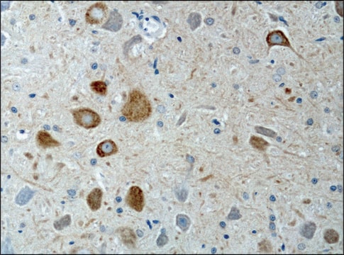 Anti-KIF3A antibody produced in rabbit IgG fraction of antiserum, buffered aqueous solution