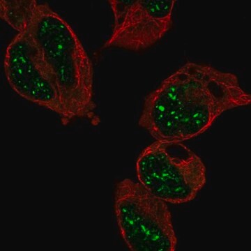 Anti-RFXAP antibody produced in rabbit Prestige Antibodies&#174; Powered by Atlas Antibodies, affinity isolated antibody