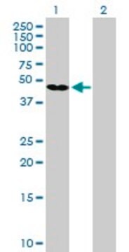 Anti-GKAP1 antibody produced in mouse purified immunoglobulin, buffered aqueous solution