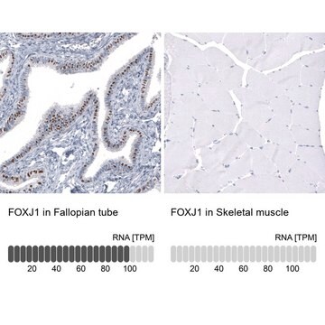 Monoklonalny anty-FXJ1 Prestige Antibodies&#174; Powered by Atlas Antibodies, clone CL3989, purified immunoglobulin