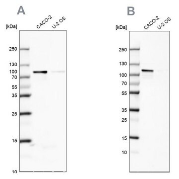 Anti-LARP4B antibody produced in rabbit Prestige Antibodies&#174; Powered by Atlas Antibodies, affinity isolated antibody, buffered aqueous glycerol solution