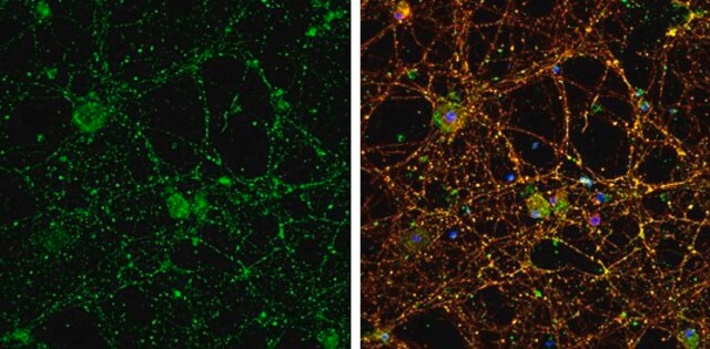 Anti-P2RY2 antibody produced in rabbit affinity isolated antibody, buffered aqueous solution